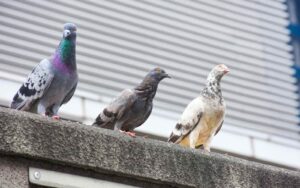 Read more about the article The Scoop on Bird Feces: Harmful or Harmless?