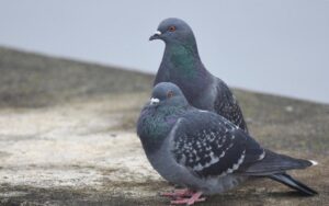 Read more about the article Protecting Your Property with Pigeon Netting: A Comprehensive Guide