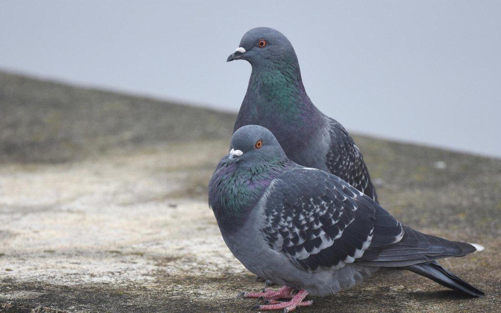 You are currently viewing Protecting Your Property with Pigeon Netting: A Comprehensive Guide