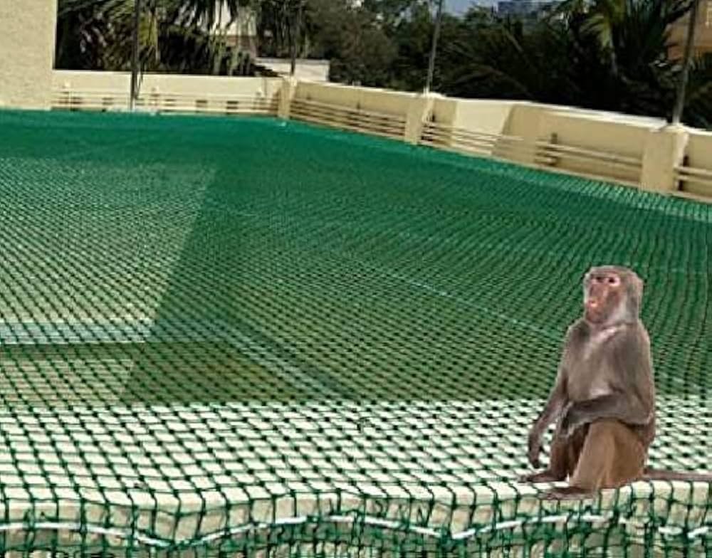 Monkey Net in Delhi