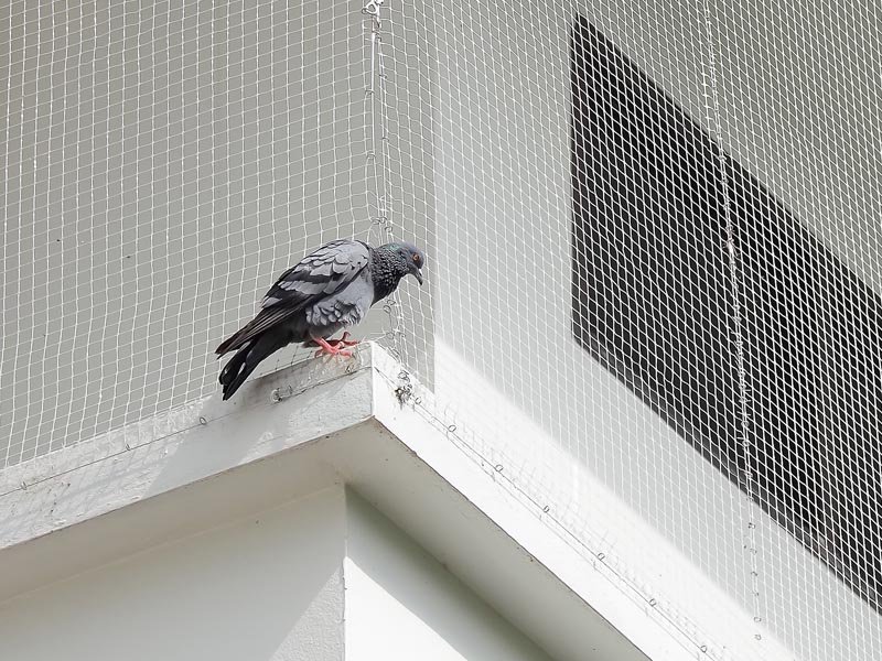 Pigeon Net Installation in Gurugram