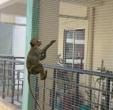 Monkey Net in Noida