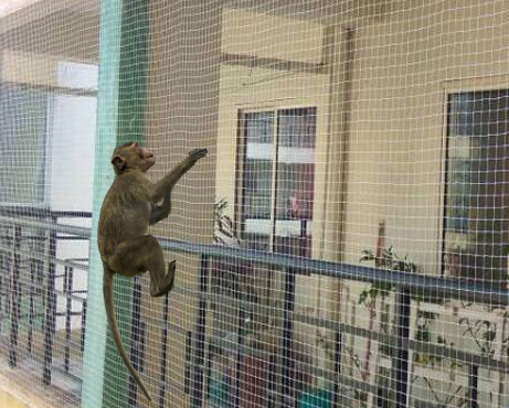 Monkey Net in Delhi