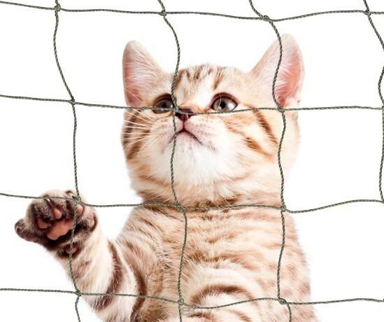 Cat Net in Ghaziabad