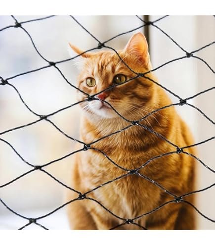 Cat Net in Gurugram