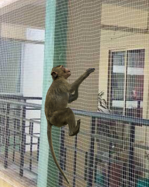 Monkey Net in Greater Noida