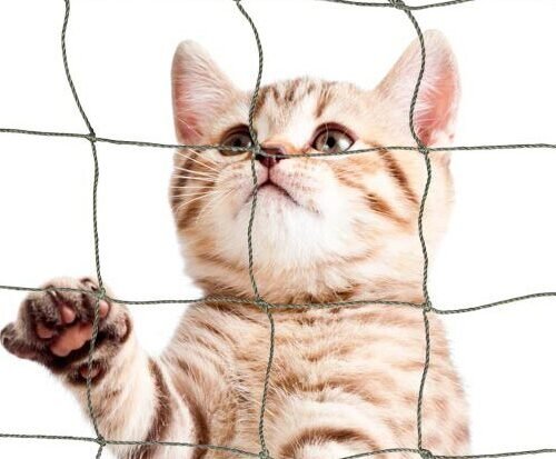 Cat Net in Gurugram